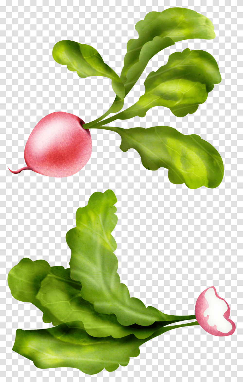 Radish, Vegetable, Plant, Leaf, Food Transparent Png