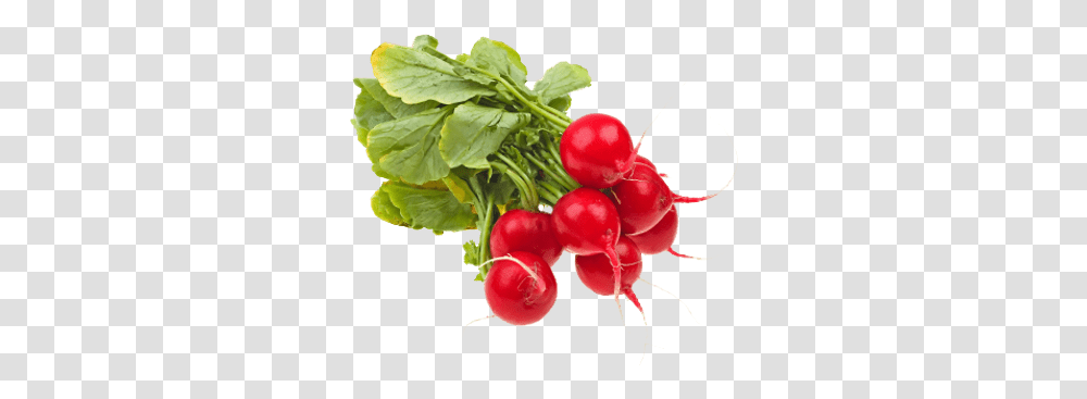 Radishes Red Radish, Plant, Vegetable, Food Transparent Png