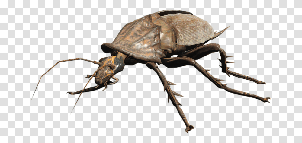 Radroach Fallout Radroach, Insect, Invertebrate, Animal, Spider Transparent Png