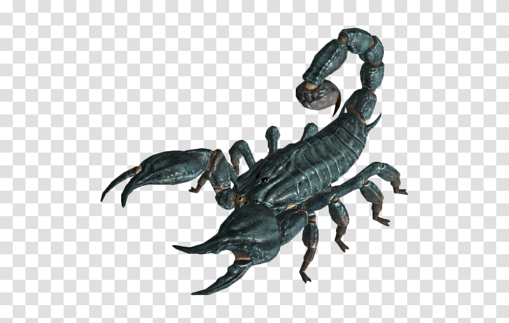 Radscorpion, Insect, Invertebrate, Animal, Bird Transparent Png