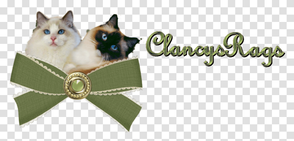 Ragdoll Kittens Rhode Island Ragdolls Siamese Cat, Pet, Mammal, Animal, Wristwatch Transparent Png