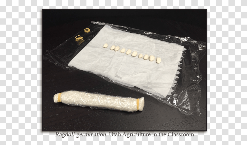 Ragdoll Rag Doll Test Germination, Aluminium, Food, Brie, Arm Transparent Png