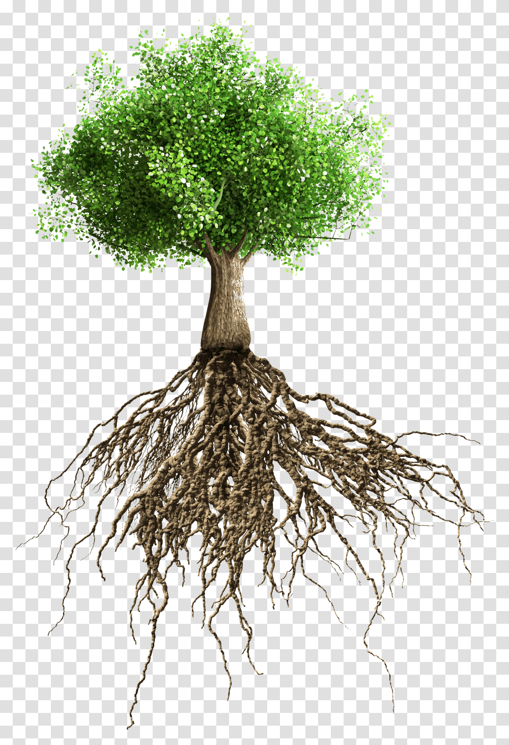 Raices Del Arbol De Mango Tree With Roots Background, Plant, Potted Plant, Vase, Jar Transparent Png
