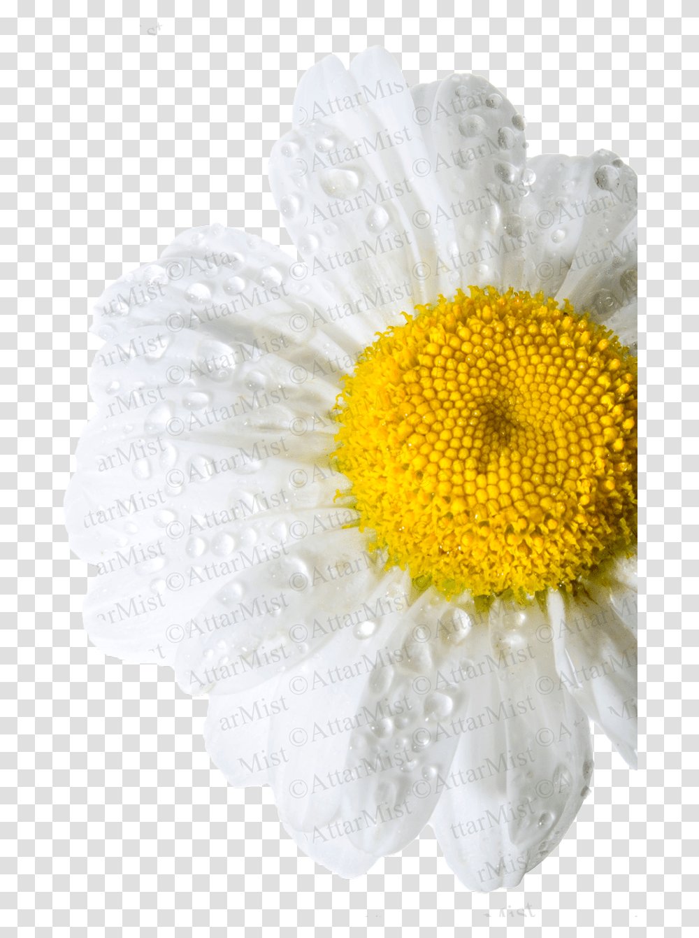 Rain Flower By Attar Mist Chamomile, Plant, Blossom, Daisy, Daisies Transparent Png
