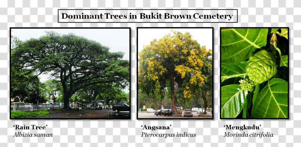 Rain Tree And Angsana Tree, Collage, Poster, Advertisement, Car Transparent Png