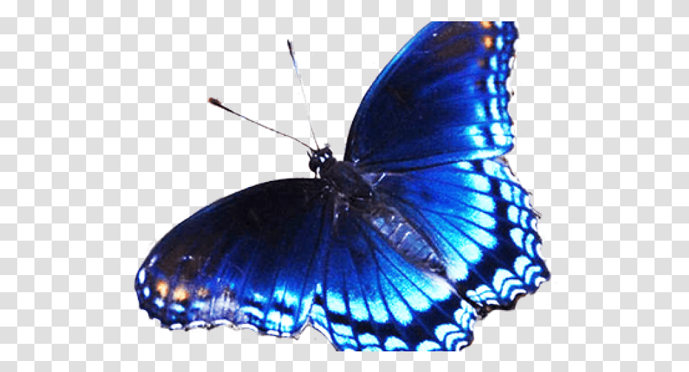 Rainbow Butterfly Clipart Dark Blue Black And Blue Butterfly, Insect, Invertebrate, Animal, Monarch Transparent Png