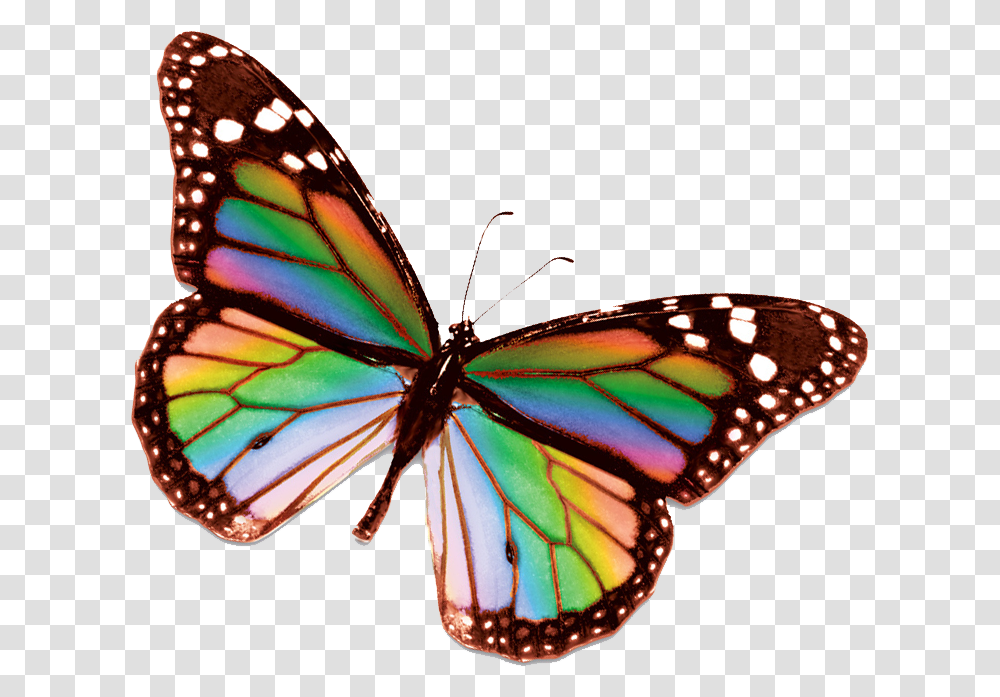 Rainbow Butterfly Clipart Small Real Rainbow Butterfly, Insect, Invertebrate, Animal, Monarch Transparent Png