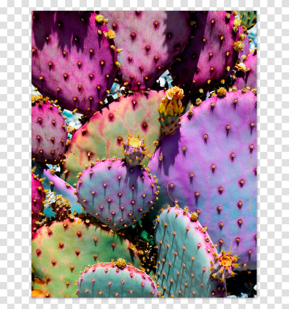 Rainbow Cactus, Plant Transparent Png