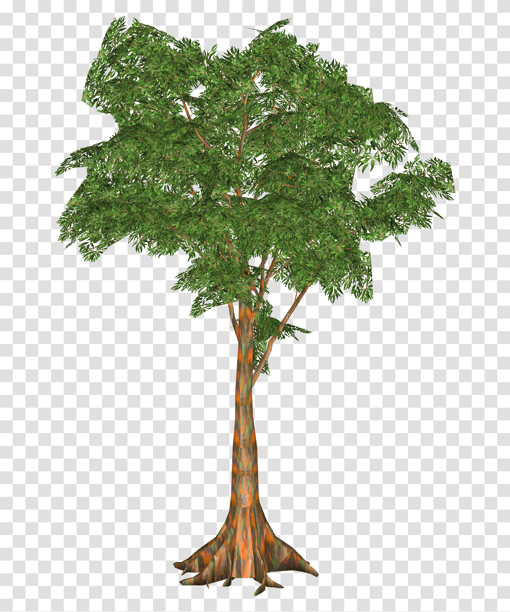 Rainbow Eucalyptus Gambel Oak, Tree, Plant, Maple, Leaf Transparent Png