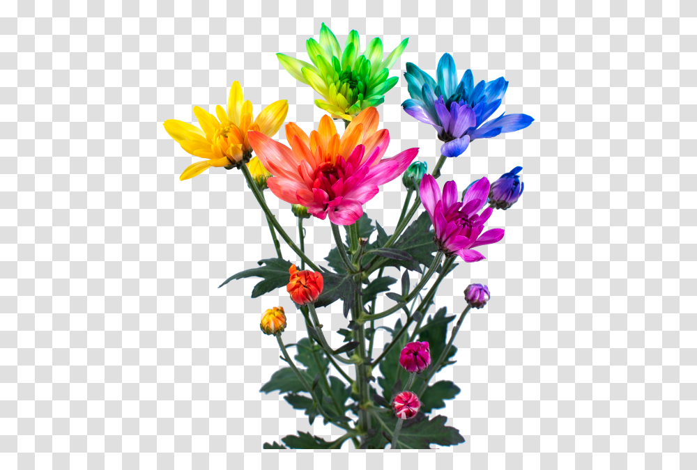 Rainbow Lollipop, Plant, Flower, Blossom, Flower Arrangement Transparent Png