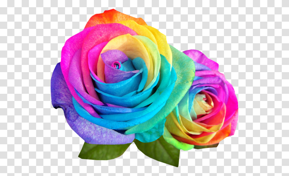 Rainbow Multicolor Flowers Colour Rose Images Hd, Plant, Blossom, Petal Transparent Png