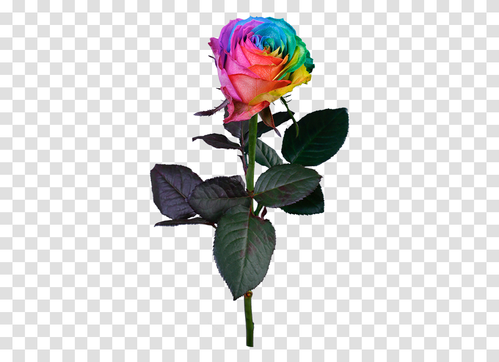 Rainbow Rose, Flower, Plant, Blossom, Acanthaceae Transparent Png