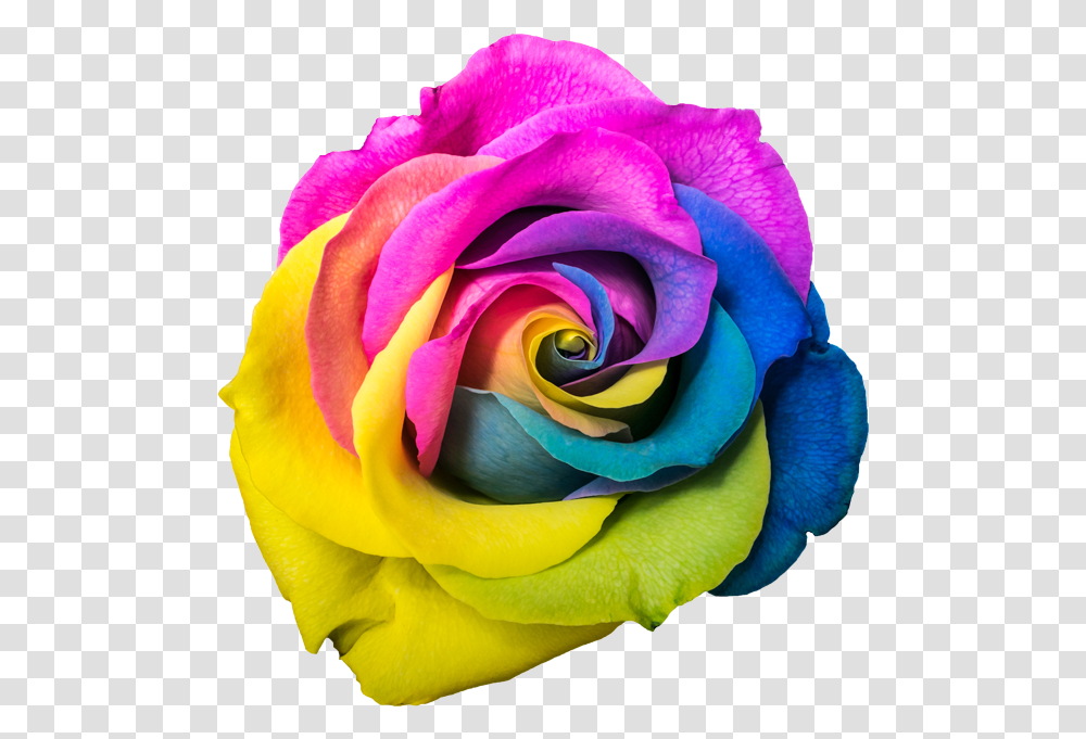 Rainbow Rose, Flower, Plant, Blossom, Petal Transparent Png