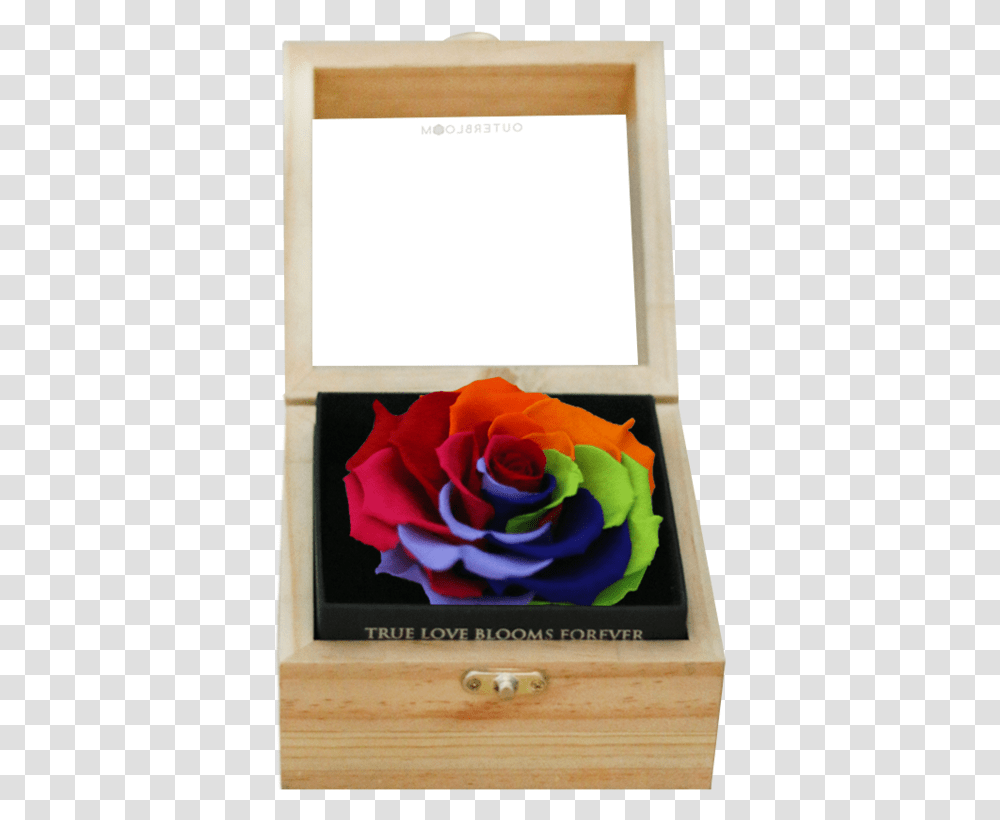 Rainbow Rose, Flower, Plant, Blossom, Petal Transparent Png