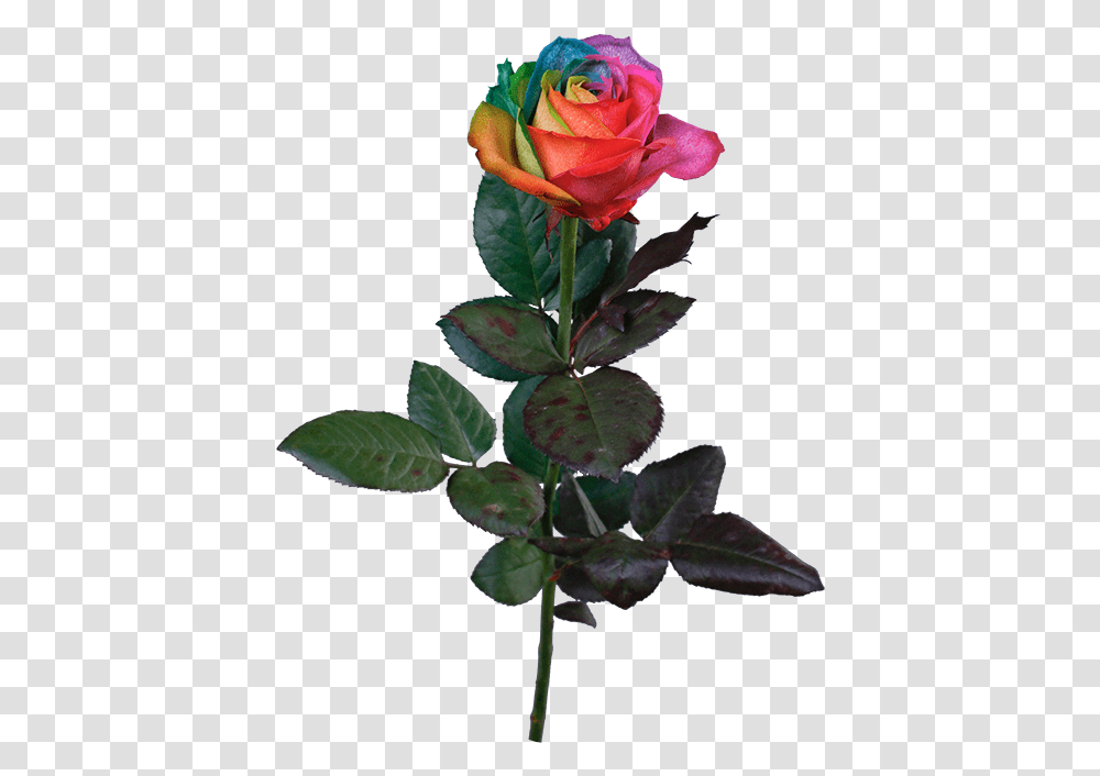 Rainbow Rose Garden Roses, Flower, Plant, Blossom, Acanthaceae Transparent Png