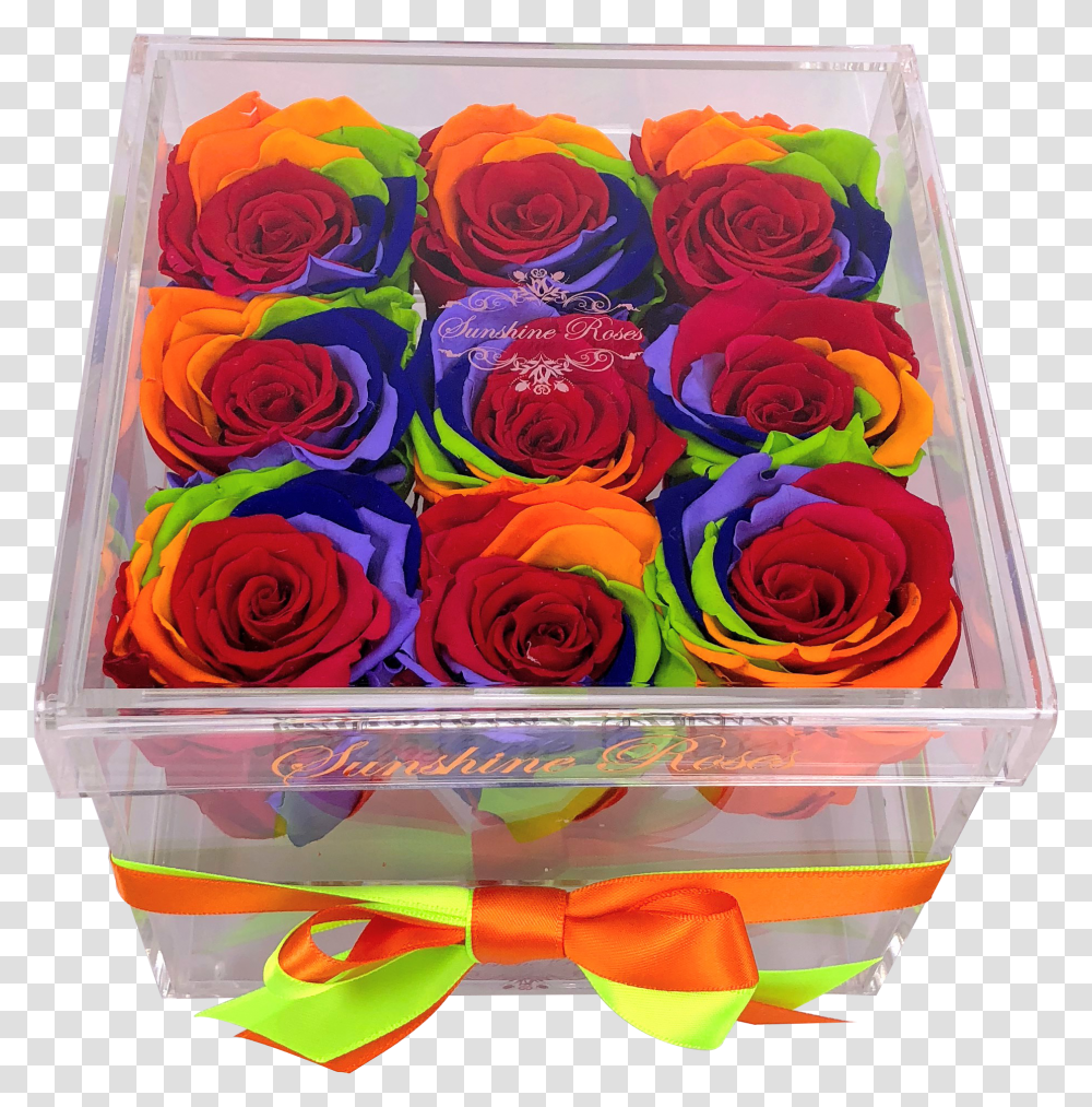 Rainbow Rose Garden Roses Transparent Png