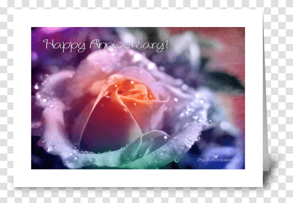 Rainbow Rose Greeting Card Greeting Card, Plant, Flower, Blossom, Petal Transparent Png