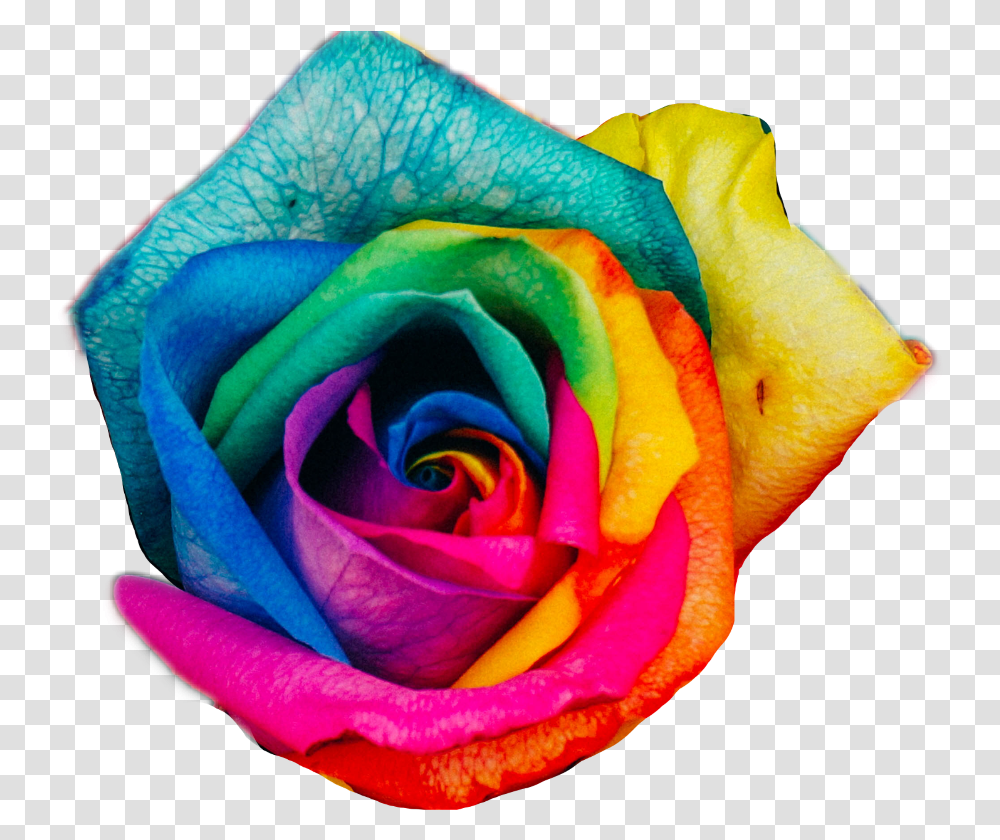 Rainbow Rose Rainbow Roses, Flower, Plant, Blossom, Petal Transparent Png