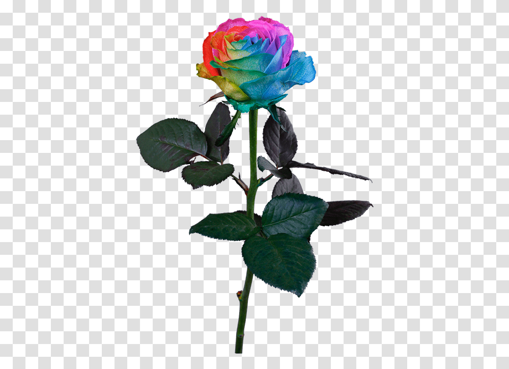Rainbow Rose Stem Rainbow Rose, Plant, Flower, Blossom, Acanthaceae Transparent Png