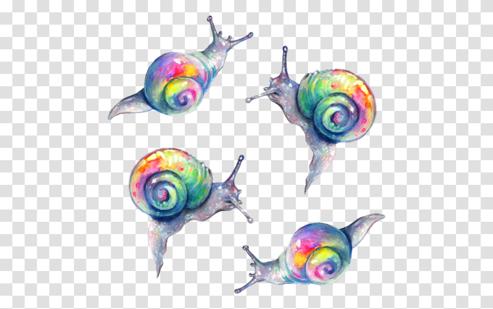 Rainbow Snail Tanya Shatseva Snail, Invertebrate, Animal, Fish, Spiral Transparent Png