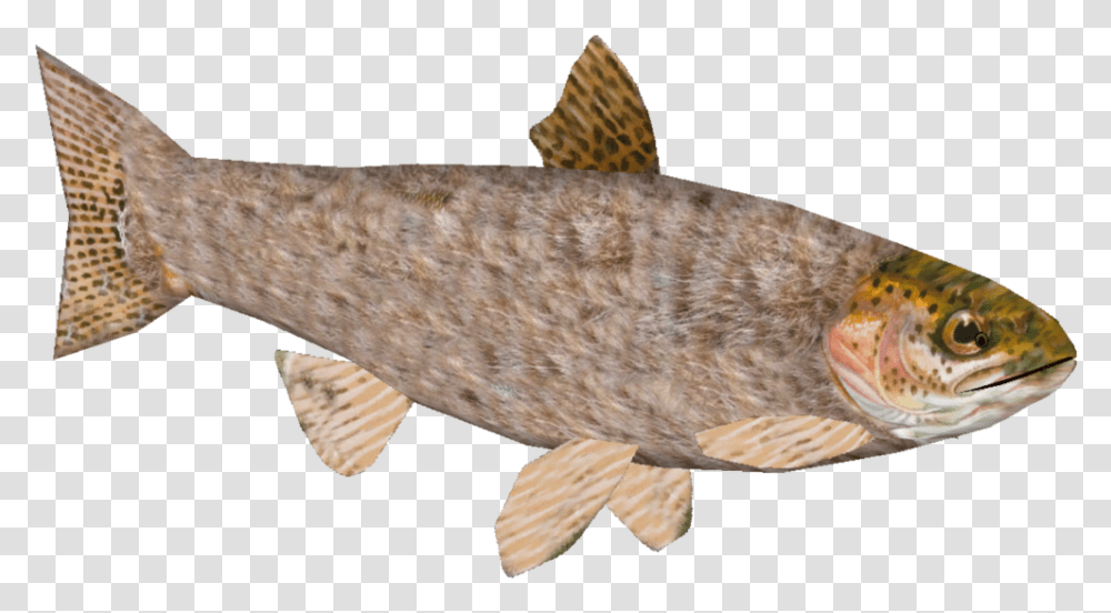 Rainbow Trout Download Lunge, Fish, Animal, Sea Life, Bird Transparent Png