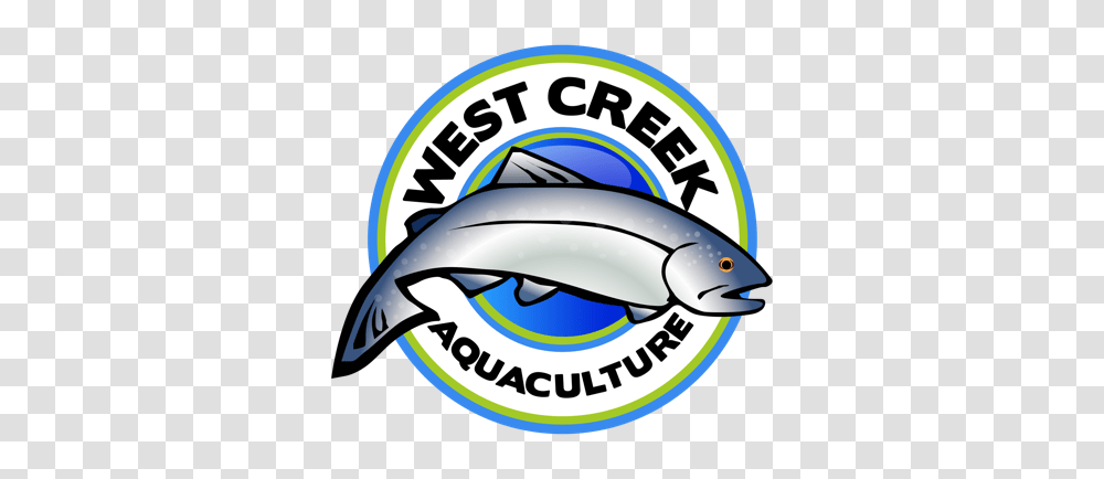 Rainbow Trout From West Creek Aquaculture Fishchoice, Helmet, Apparel, Animal Transparent Png