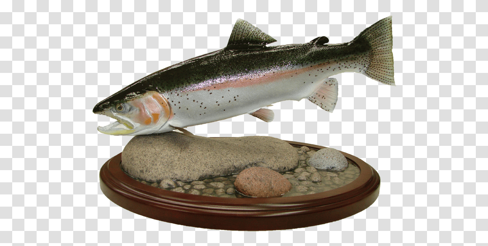 Rainbow Trout Mount Coastal Cutthroat Trout, Fish, Animal, Coho, Cod Transparent Png