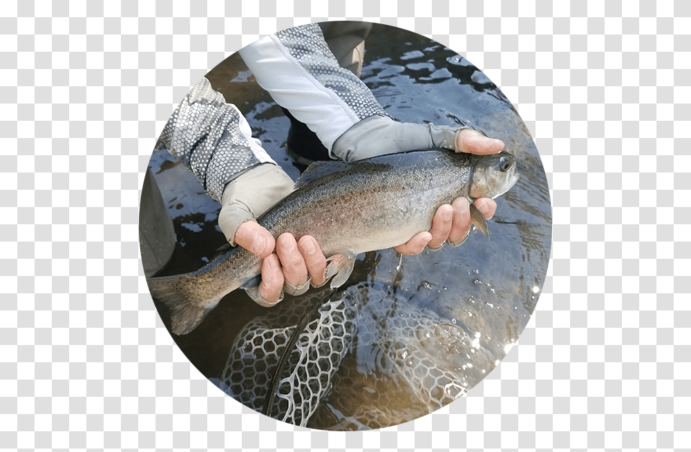 Rainbow Trout Trout, Fish, Animal, Person, Human Transparent Png