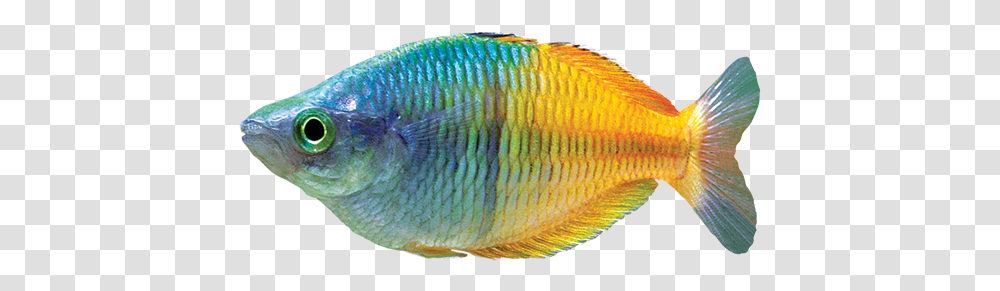 Rainbowfish Care Sheet Rainbow Fish, Animal, Angelfish, Sea Life Transparent Png