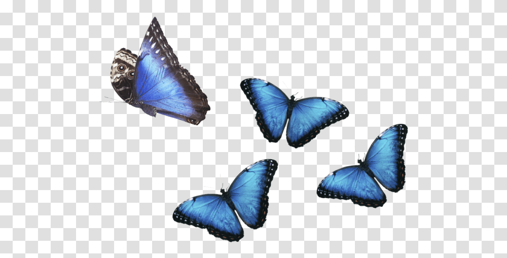 Rainforest Animals Banner Tropical Rainforest Animals, Insect, Invertebrate, Butterfly, Flying Transparent Png
