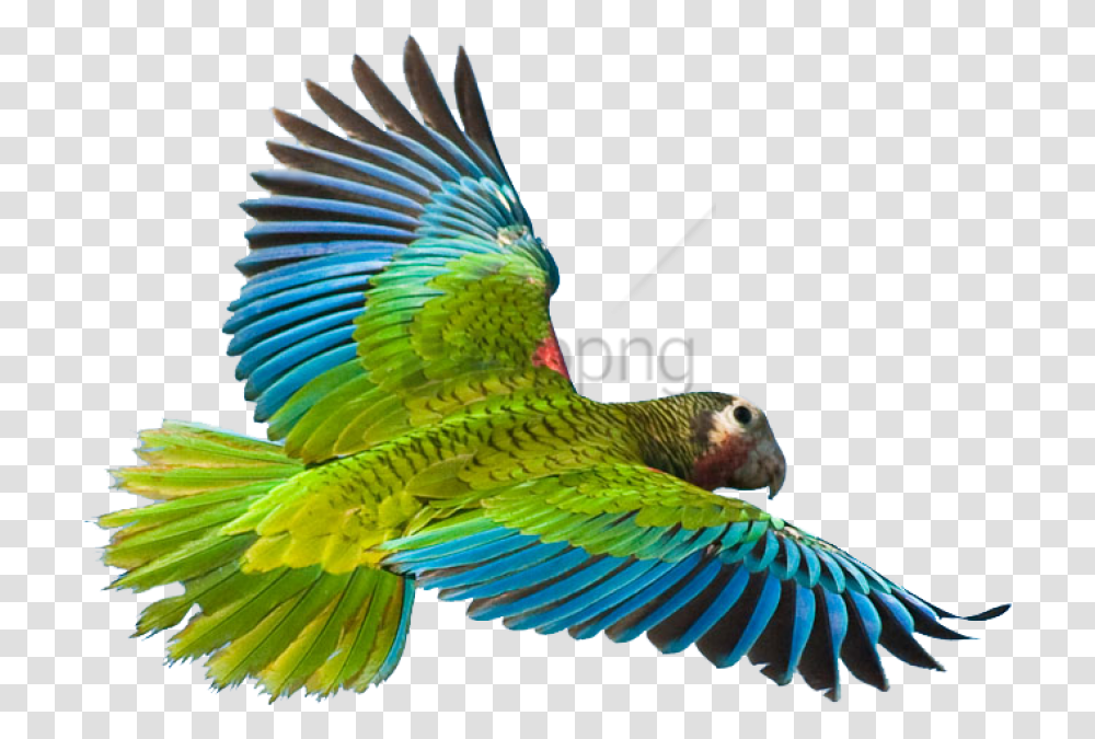 Rainforest Animals Picture 381443 Flying Parrot, Bird, Macaw, Parakeet Transparent Png