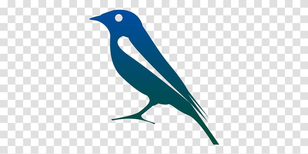Rainforest Birds Images Mountain Bluebird, Jay, Animal, Blue Jay, Beak Transparent Png