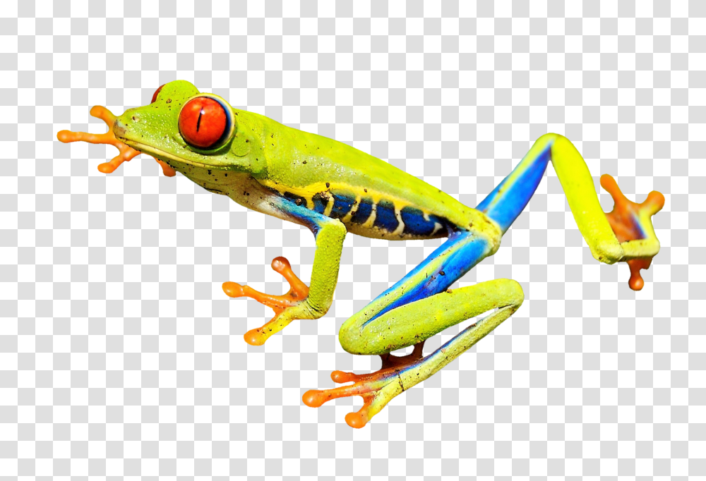 Rainforest Frog Image, Amphibian, Wildlife, Animal, Tree Frog Transparent Png