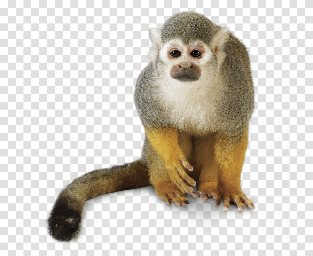 Rainforest Monkey Howler Monkey Background, Wildlife, Mammal, Animal, Baboon Transparent Png