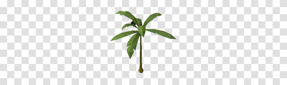 Rainforest Palm, Plant, Leaf, Tree, Hemp Transparent Png