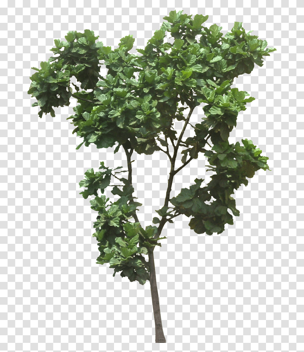 Rainforest Tree Image Ficus Lyrata Tree, Plant, Potted Plant, Vase, Jar Transparent Png