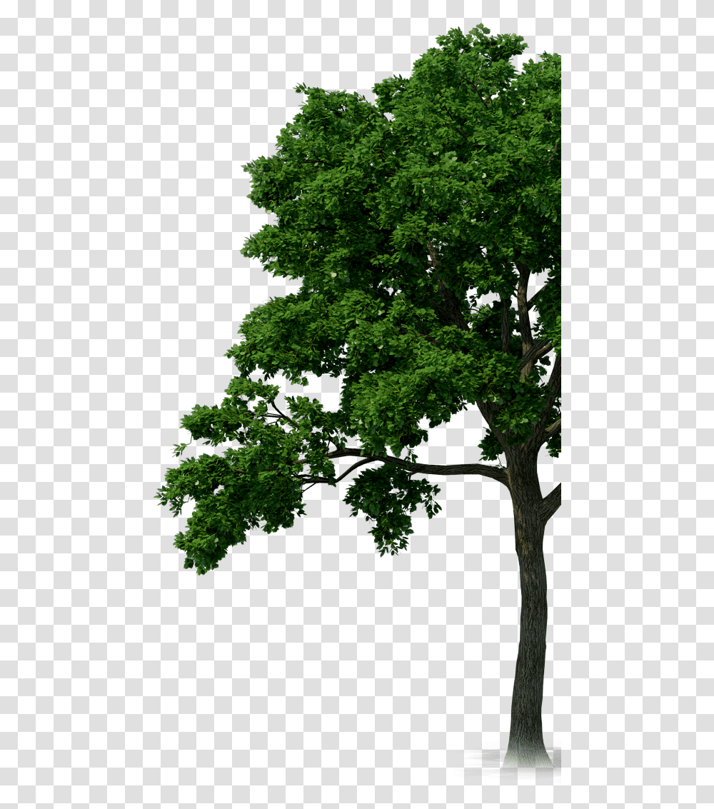 Rainforest Trees & Clipart Free Download Ywd Rainforest Trees, Plant, Tree Trunk, Leaf, Maple Transparent Png