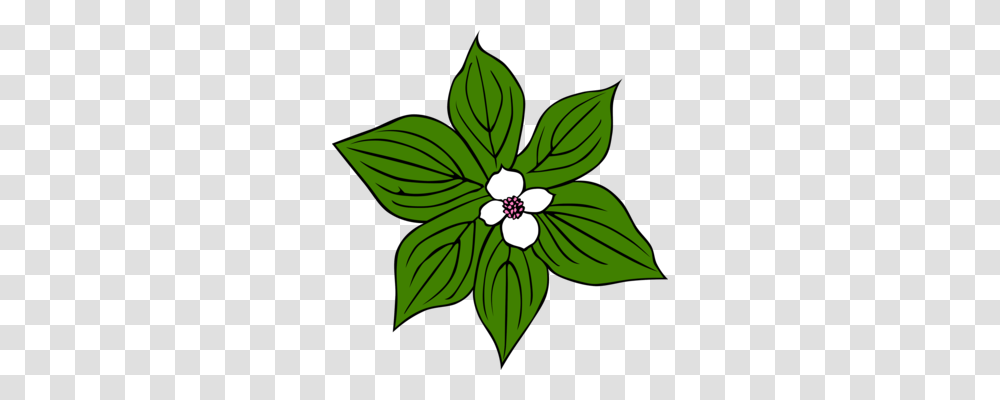 Rainforest Vine Jungle Drawing Video Clip, Leaf, Plant, Floral Design, Pattern Transparent Png