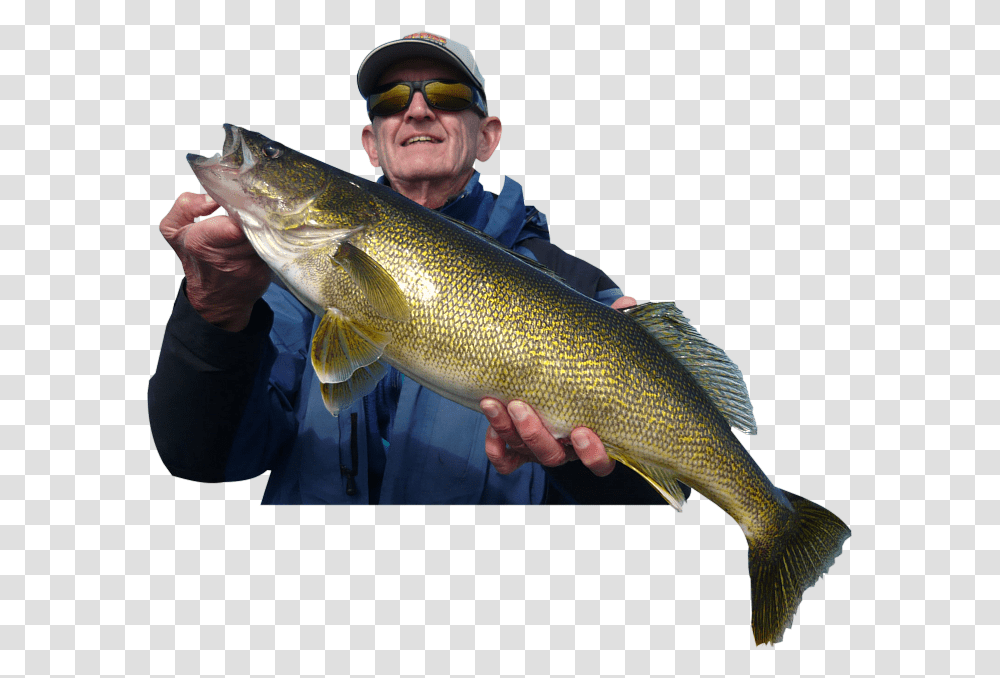 Rainy Lake Trophy Walleye Fishing Bass, Perch, Animal, Person, Human Transparent Png
