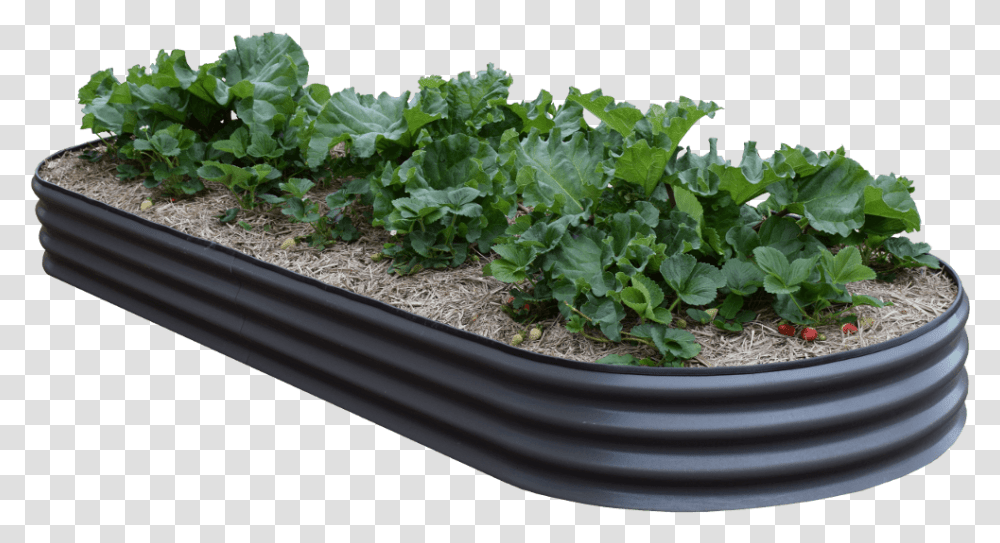 Raised Garden Beds Spring Greens, Plant, Vegetable, Food, Produce Transparent Png