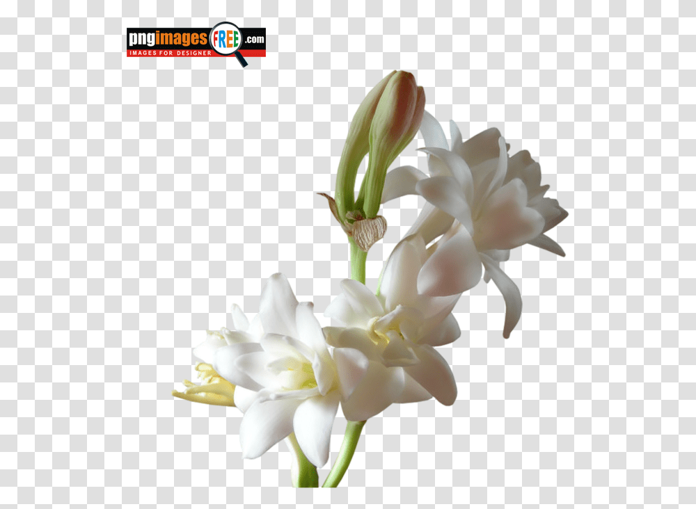 Rajanigandha Flower Free Downloads You Are My Sunshine Scentsy Bar, Plant, Blossom, Lily, Amaryllidaceae Transparent Png