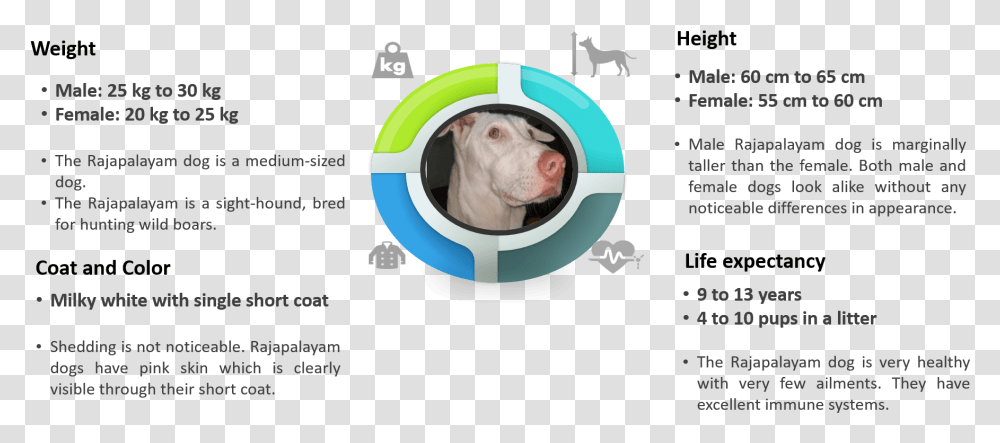 Rajapalayam Breed Traits Infographics Companion Dog, Flyer, Person, Pet, Animal Transparent Png