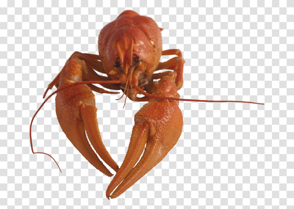 Rak, Lobster, Seafood, Sea Life, Animal Transparent Png