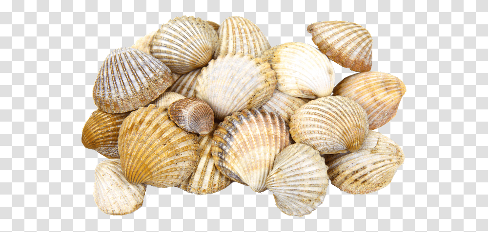 Rakushki Freetoedit Sea Shells, Fungus, Clam, Seashell, Invertebrate Transparent Png