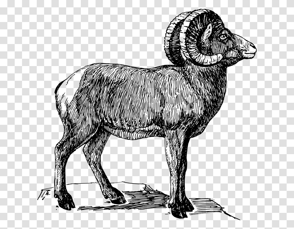 Ram Animal Bighorn Sheep Drawing, Gray, World Of Warcraft Transparent Png