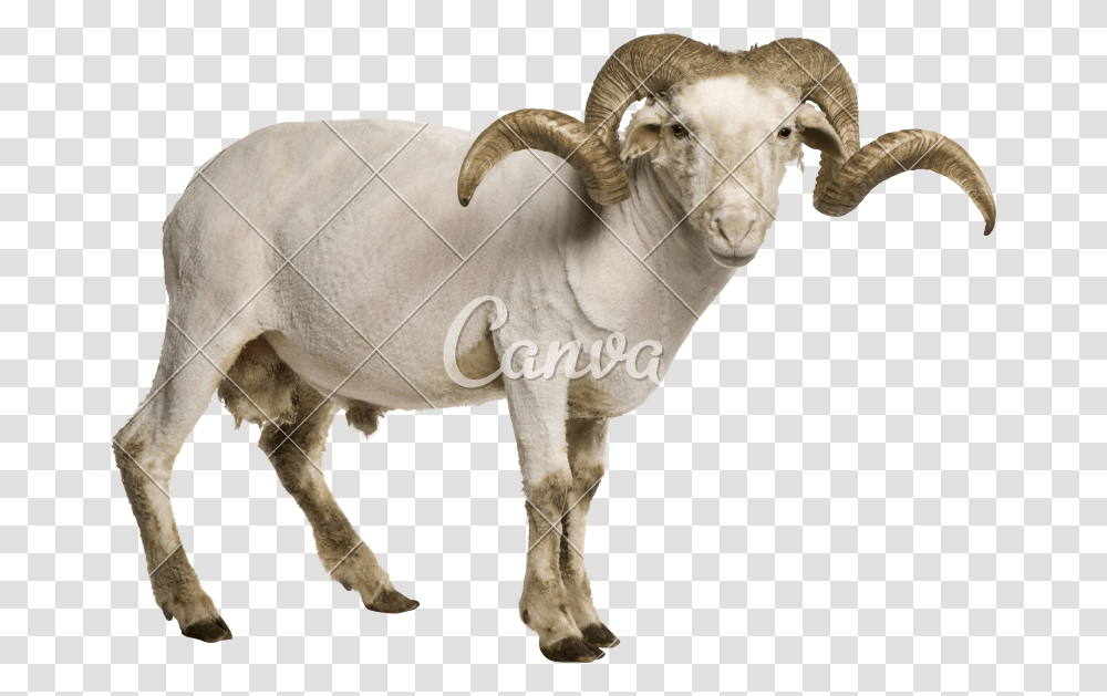 Ram Animal, Mammal, Goat, Sheep, Mountain Goat Transparent Png
