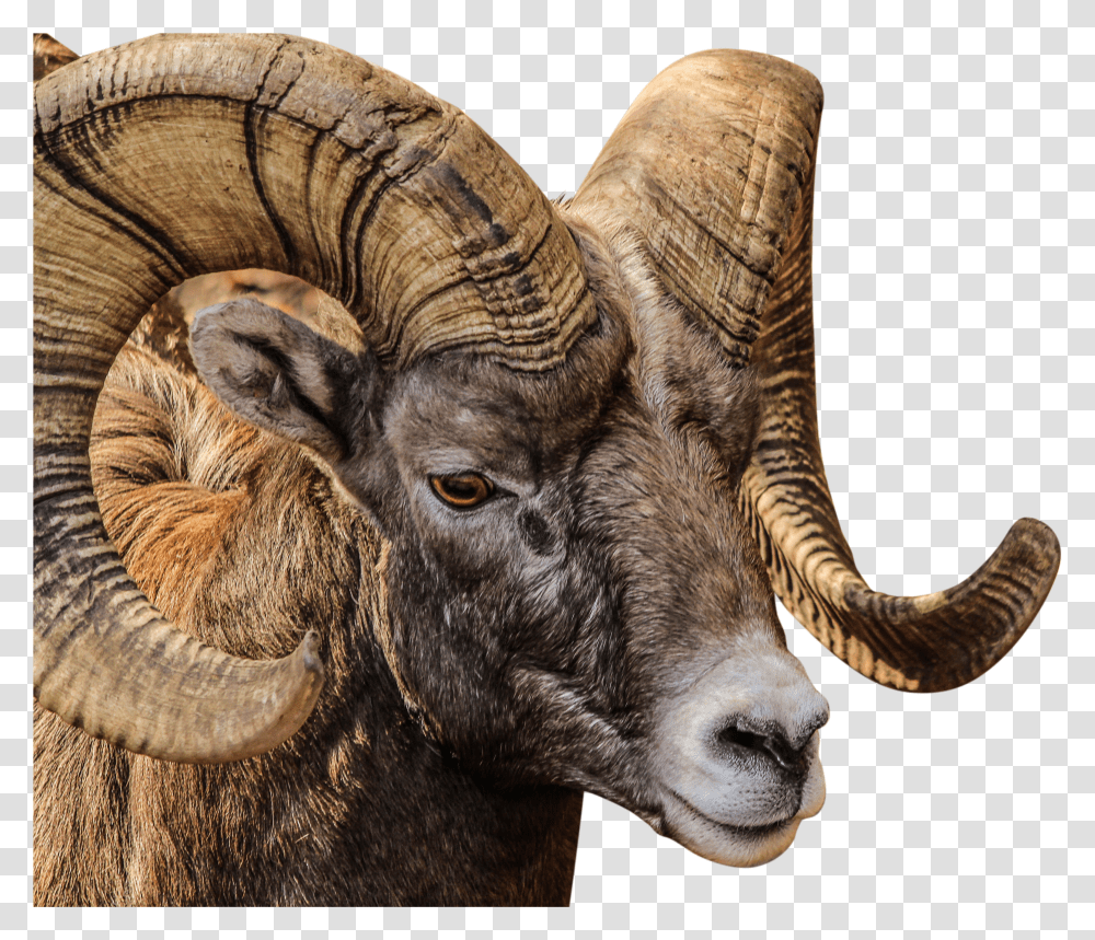 Ram Animal Transparent Png