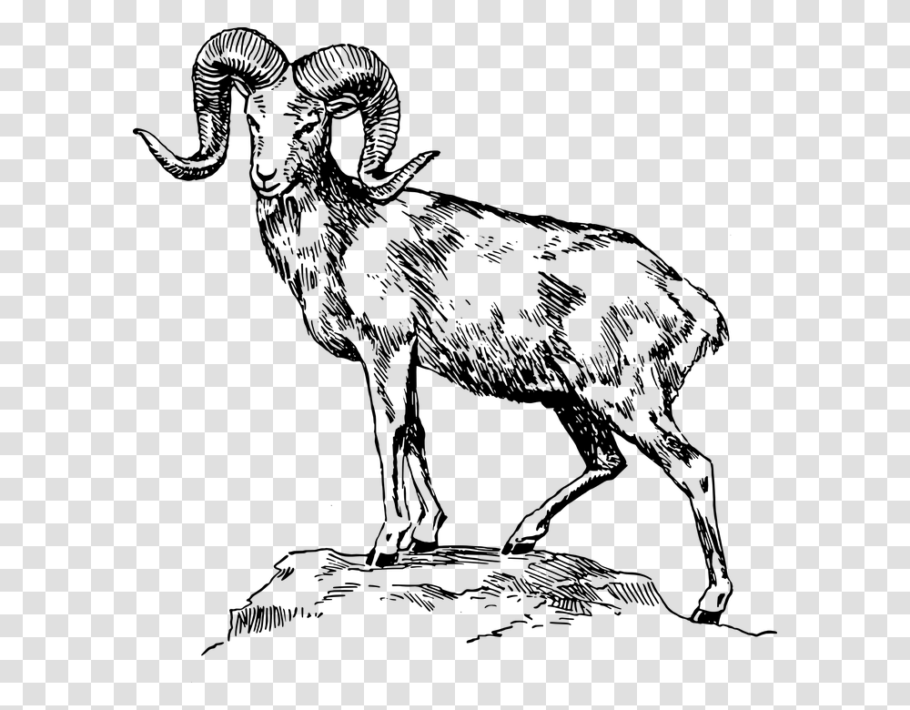 Ram Clip Art Black And White, Gray, World Of Warcraft Transparent Png