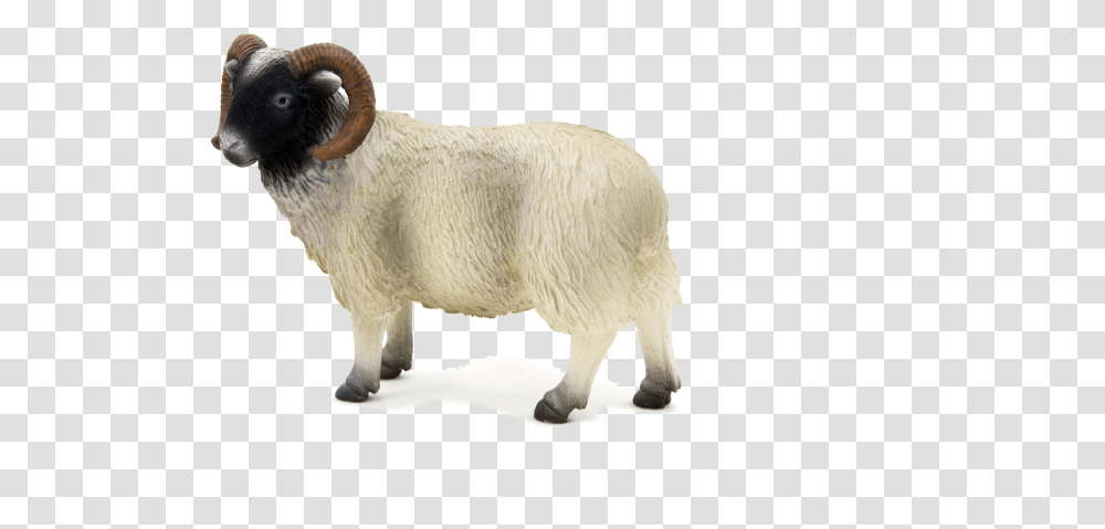 Ram Ram Sheep, Mammal, Animal, Goat, Mountain Goat Transparent Png