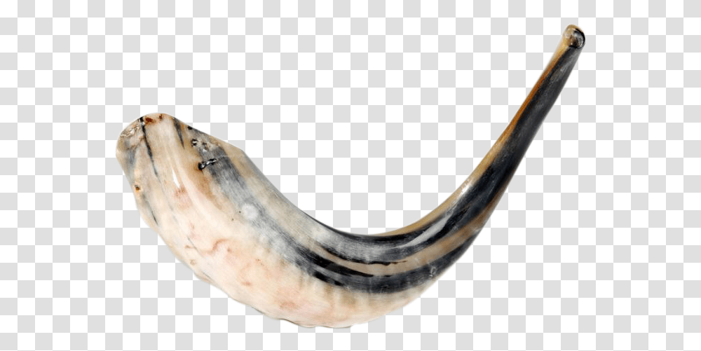 Ram S Horn Natural Shofar 15 Shofar, Eel, Fish, Animal Transparent Png